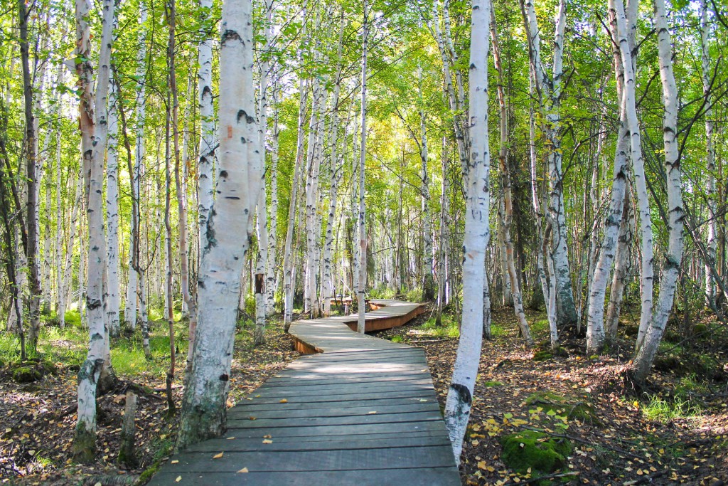 birch-trees-1009862_1920