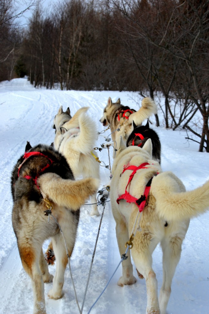 huskies-333625_1920