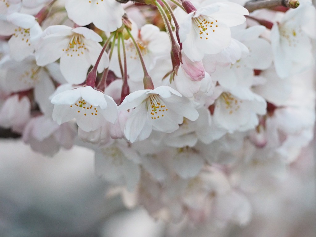 cherry-blossoms-695805_1920