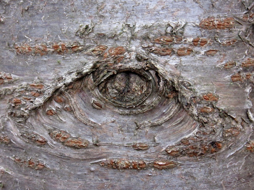 knothole-1187760_1280