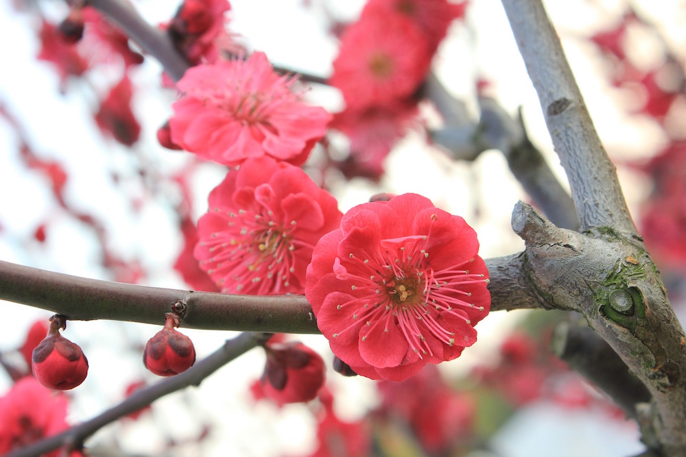 plum-blossom-89535_1920