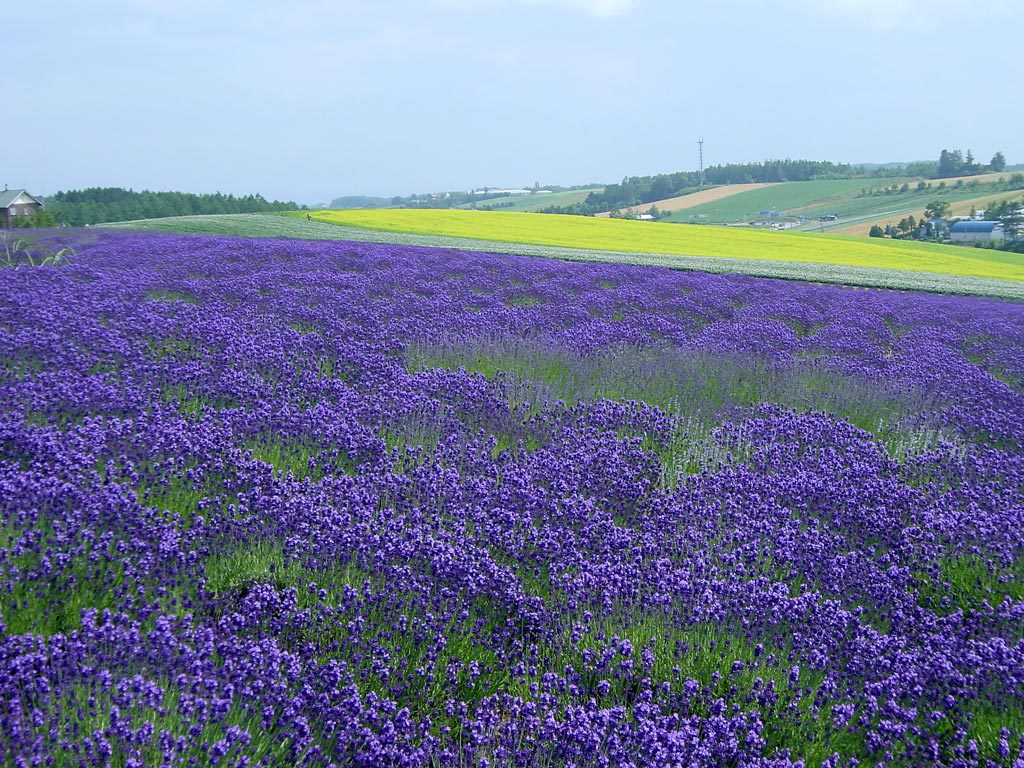 kannofarmlavender