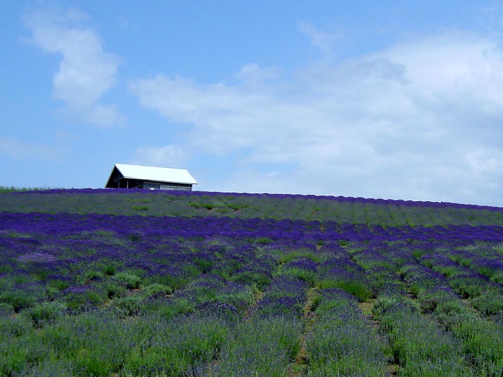 kannofarmlavender1